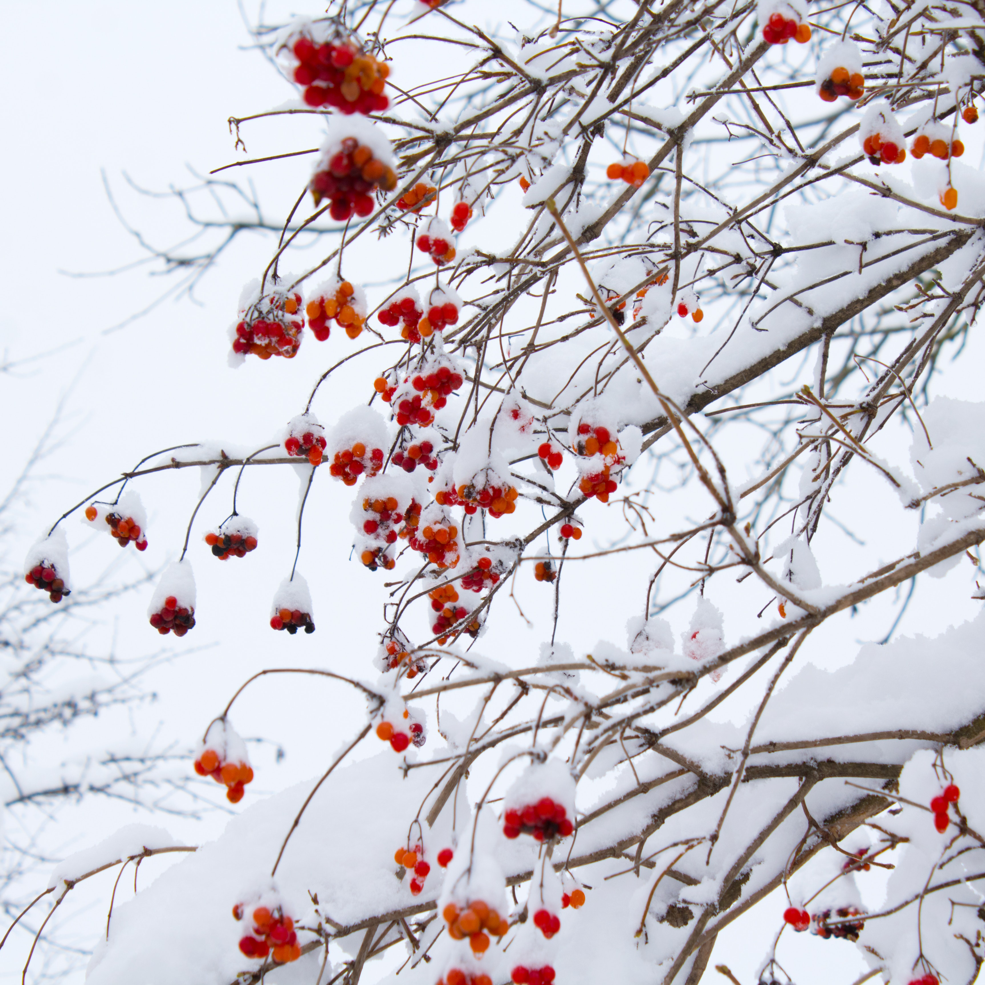 snow